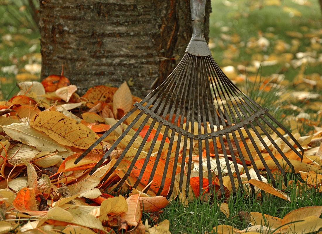 Leaf Cleanup in Fort Mill
