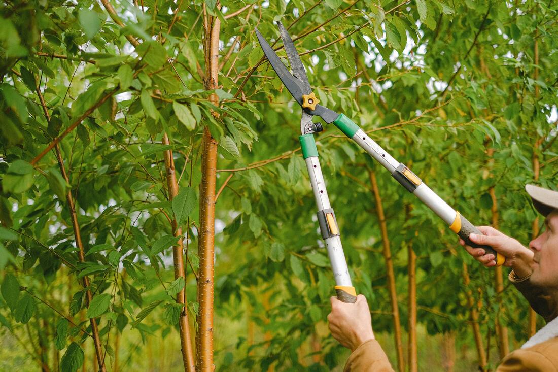 A landscaper trimming and pruning trees in Fort Mill